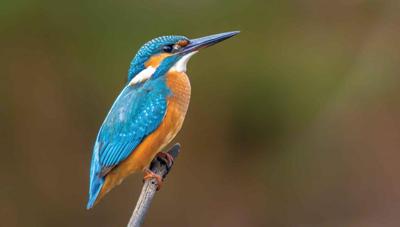 IJsvogel 130x70cm Tuinschilderij Customize-it - Customize it