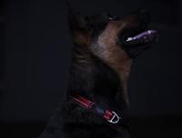 Rogz For Dogs nitelife halsband rood - thumbnail