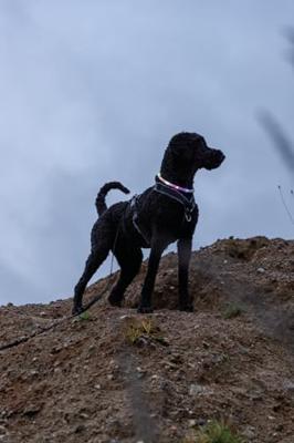 TRIXIE LICHTGEVENDE HALSBAND HOND USB SILICONEN OPLAADBAAR MEERKLEURIG - thumbnail