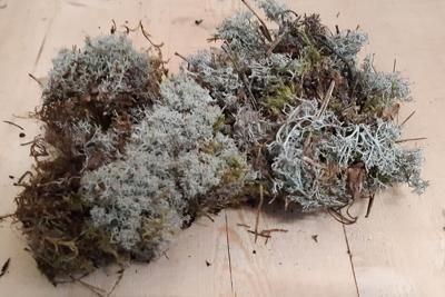 Zilvermos in bakje - Warentuin natuurlijk