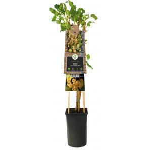 Klimplant Ribes rubrum White Pearl - Sierbes