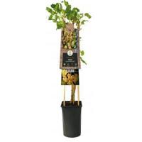 Klimplant Ribes rubrum White Pearl - Sierbes - thumbnail