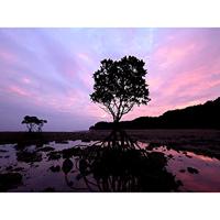 Panasonic LUMIX G 7-14mm f/4.0 MFT Black - thumbnail