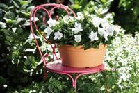 Elho green basics schaal 27 cm mild terra - thumbnail