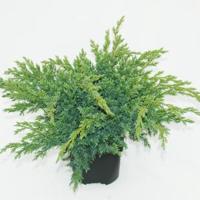Jeneverbes (Juniperus squamata "Blue Swede") conifeer - thumbnail