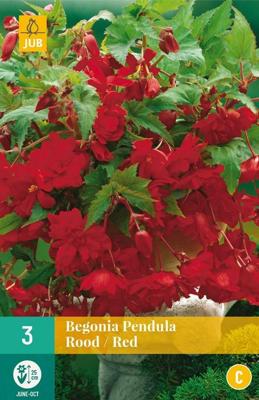 Begonia pendula rood 3st bloembol zomer Begonia JUB - Jub