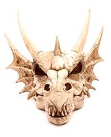 Drakenschedel Decoratie - Large - thumbnail