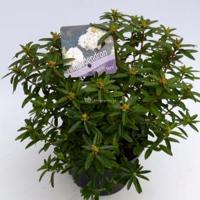 Dwerg rododendron (Rhododendron "Arctic Tern") heester - thumbnail