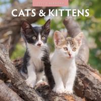 Katten en Kittens Kalender 2027 - thumbnail