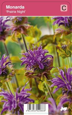 Bergamot (monarda "Prairie Night") najaarsbloeier - 12 stuks
