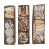 Schelpen in tray 28x8x8cm - thumbnail