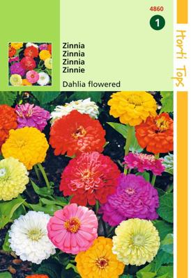 Zaden Zinnia Dahliabloemig Hortitops - Hortitops