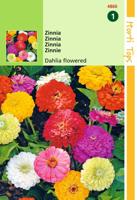 Zaden Zinnia Dahliabloemig Hortitops - Hortitops - thumbnail