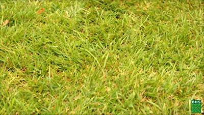 Gazon - BHS - Meadow Mix 1kg | 40m² | Voor grote oppervlakken en weilanden | Snel te installeren, duurzaam, onderhoudsvrij. - thumbnail