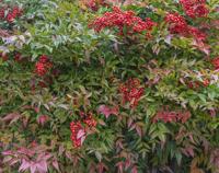 Hemelse bamboe - thumbnail