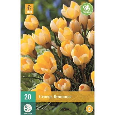 Krokus romance 20 bollen