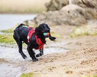 CHUCKIT AMPHIBIOUS BAL 6,5X6,5X6,5 CM 3 ST - thumbnail