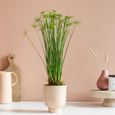 Cyperus Haspan - Parapluplant - P12