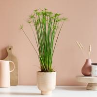 Cyperus Haspan - Parapluplant - P12 - thumbnail