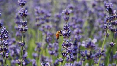 Lavendel wesp 130x70cm Tuinschilderij Customize-it - Customize it