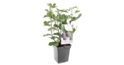 Vijg (ficus carica "Brown Turkey") fruitbomen - In 5 liter pot - 1 stuks Vijg (ficus carica "Brown Turkey") fruitbomen - In 5 liter pot - 1 stuks