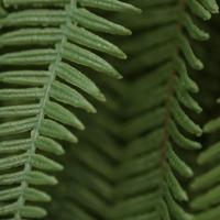 Boston kunst Hangvaren 70cm - thumbnail