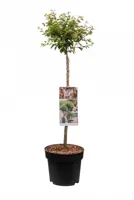 Fuji Kers - thumbnail