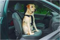 Beeztees Wandel- en Autogordel Hond S - thumbnail