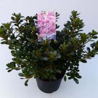 Rododendron (Rhododendron Japonica "Kermesina Rose") heester - 30-35 cm - 1 stuks - thumbnail