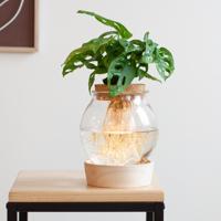 Monstera Adansonii Lichtplant XL - thumbnail