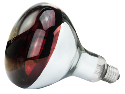 Hard Glas Lamp 250 W - Rood