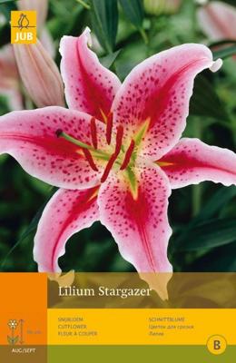 Lilium stargazer 2st bloembol zomer Lelie JUB - Jub