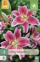Lilium stargazer 2st bloembol zomer Lelie JUB - Jub - thumbnail