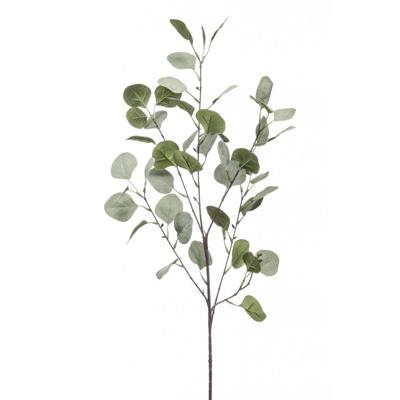 Eucalyptus