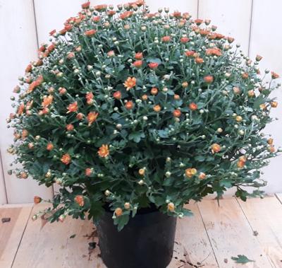 Bol Chrysant koper Warentuin Natuurlijk - Warentuin natuurlijk