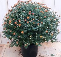 Bol Chrysant koper Warentuin Natuurlijk - Warentuin natuurlijk - thumbnail