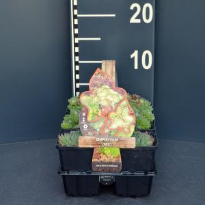 Huislook mix (sempervivum mix) bodembedekker - 6-pack - 1 stuks