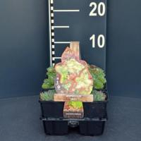 Huislook mix (sempervivum mix) bodembedekker - 6-pack - 1 stuks - thumbnail