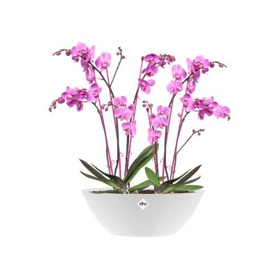 Elho brussels diamond bloempot ovaal 36 cm wit