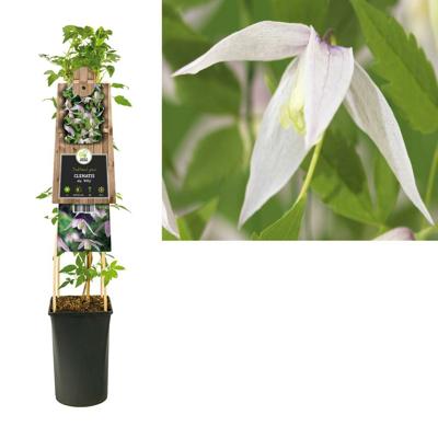Roze bosrank (Clematis alpina "Willy") klimplant