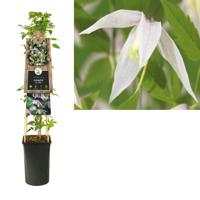 Roze bosrank (Clematis alpina "Willy") klimplant - thumbnail
