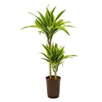 Dracaena lemon lime ate hydrocultuur plant - thumbnail