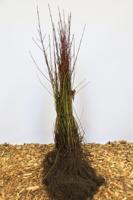 Rode kornoelje - thumbnail