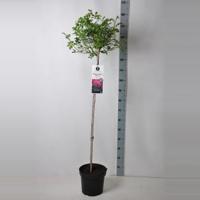 Treurroos op stam (rosa "Perennial Blue"®) - thumbnail