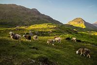 Canon RF 24mm F/1.8 Macro IS STM - thumbnail