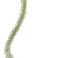 Poppy spray Ilse orange 69 cm kunstbloem Erutan Avon - Erutan avon - thumbnail