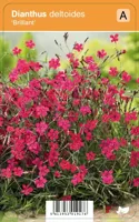 V.I.P.S. Dianthus deltoides ''Brillant''- steenanjer P9 - thumbnail