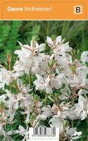 V.I.P.S. Gaura Lindheimeri - prachtkaars P9 - thumbnail