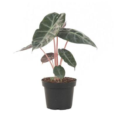 Alocasia Pink Dragon - P13 Alocasia Pink Dragon - P13