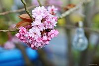 Samyang 85mm F/1.4 MK2 Canon EOS M - thumbnail